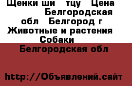 Щенки ши - тцу › Цена ­ 15 000 - Белгородская обл., Белгород г. Животные и растения » Собаки   . Белгородская обл.